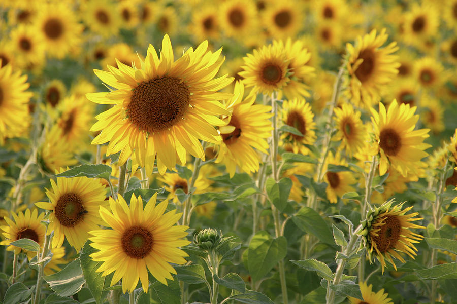 Sunflower Field #1 Photograph by Sonja Zelano