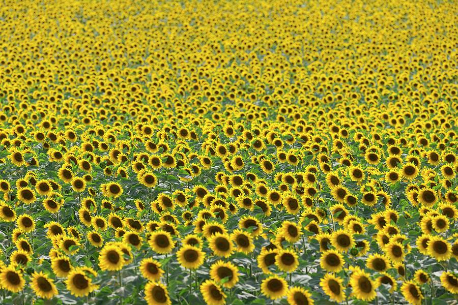 Sunflower Field #1 Digital Art by Tim Mannakee