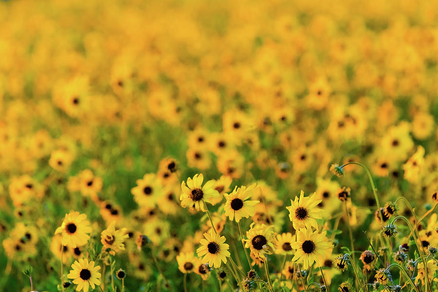 Sunflower Fields Photograph