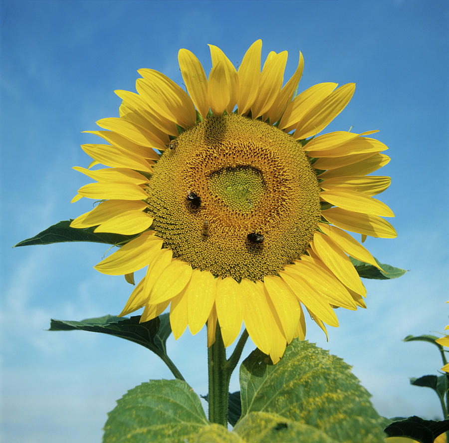 Sunflower Fower #1 Photograph by Nigel Cattlin