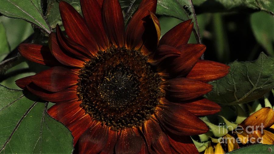 Sunflower  #1 Photograph by J L Zarek