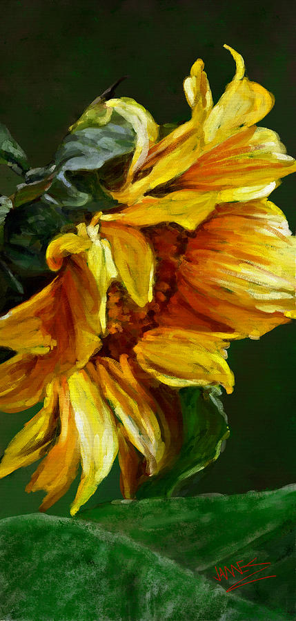 Sunflower by James Shepherd Sunflower by James Shepherd