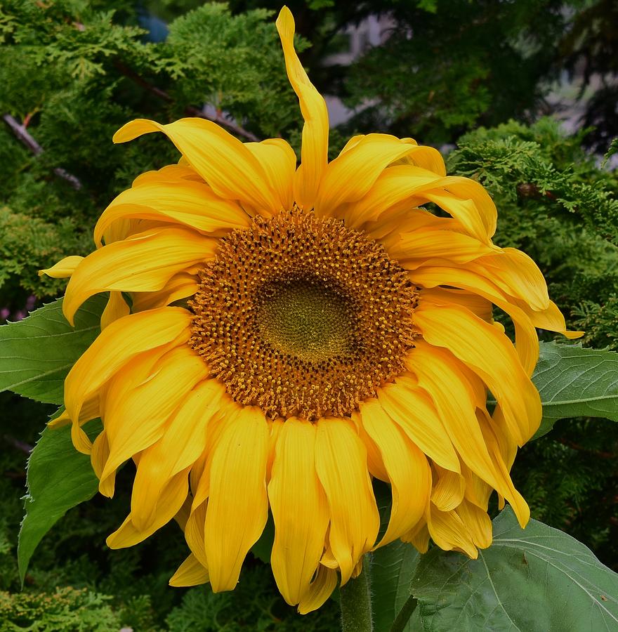 Sunflower Photograph by Jimmy Chuck Smith