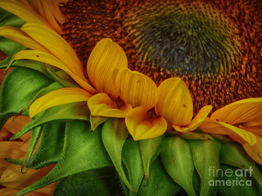Sunflower #1 Photograph by Judy Hall-Folde