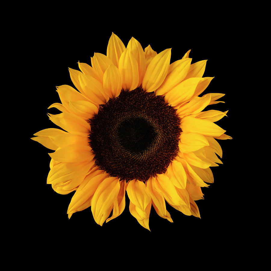 Sunflower On Black Background by William Turner