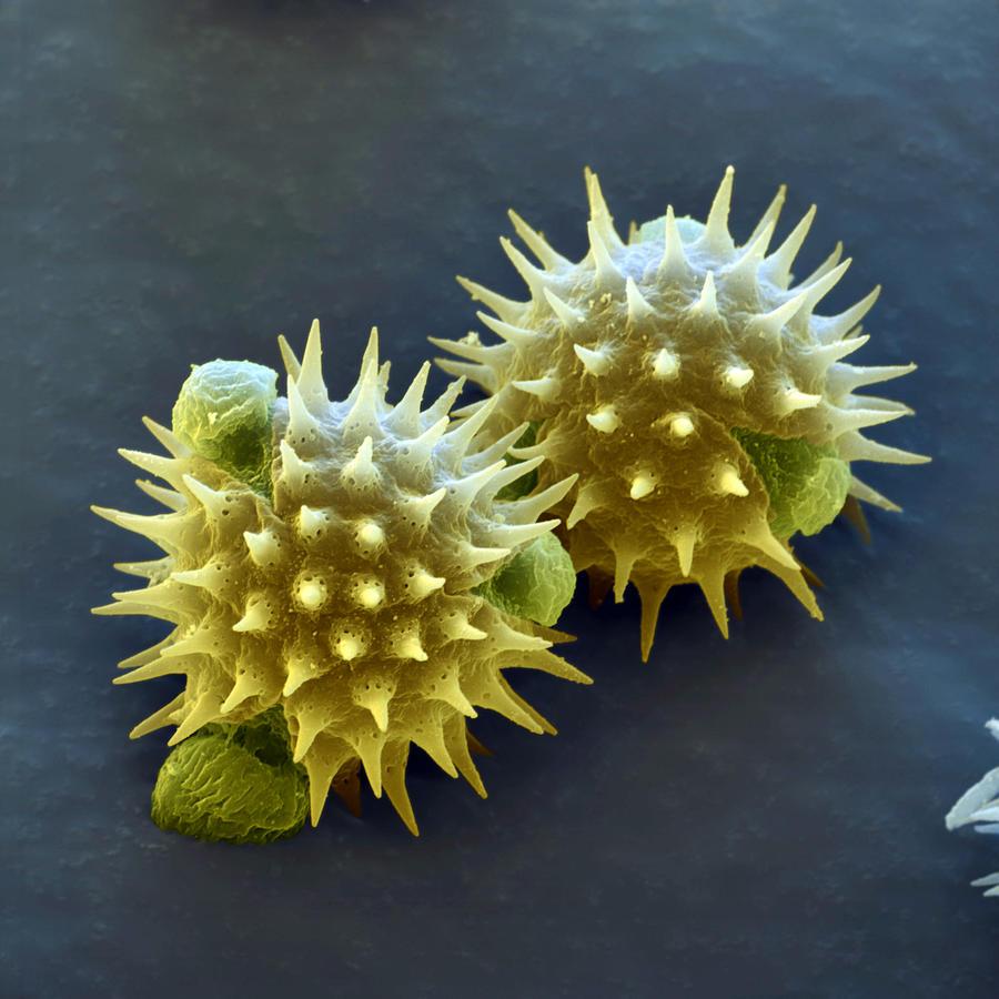 Sunflower Pollen Helianthus Annuus #1 Photograph by Meckes/ottawa