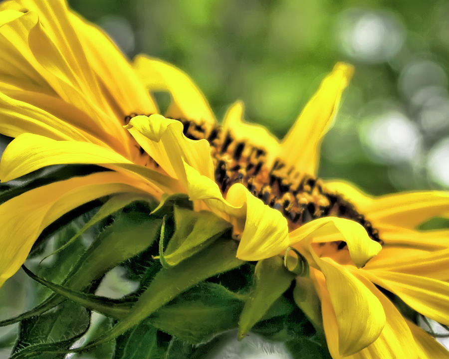 Sunflower #1 Photograph by Rhonda McDougall