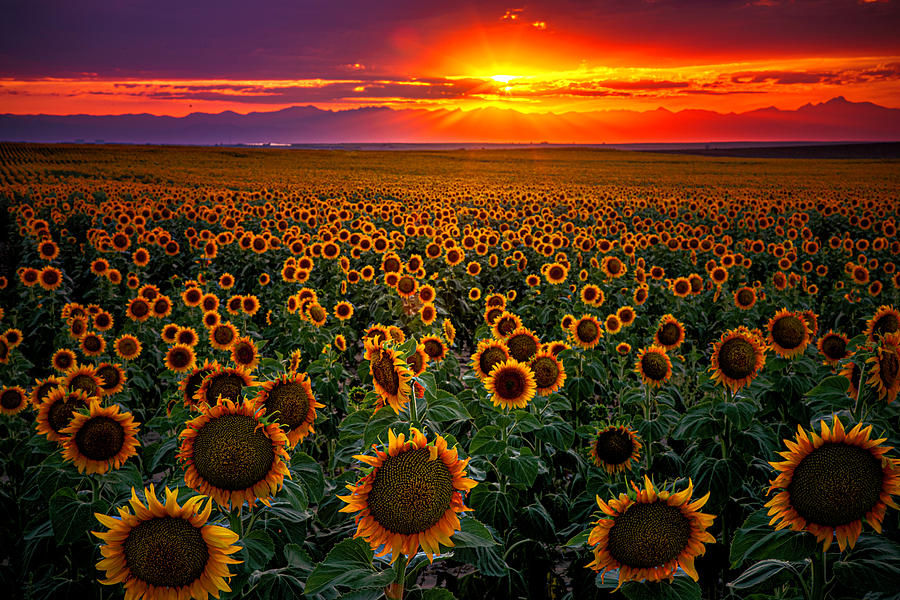 Sunflower Sunset #1 Photograph by Kristal Kraft