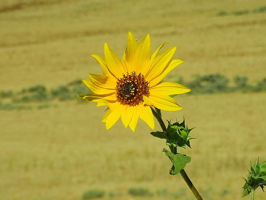 Sunflower  #1 Photograph by Susan Jensen