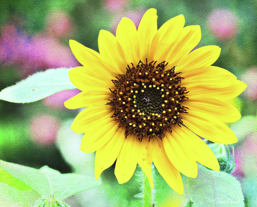 Sunflower #1 Photograph by Trina Ansel