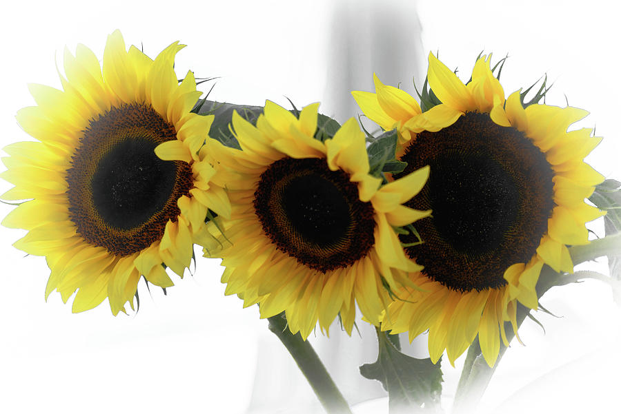 Sunflower Trio Photograph by Debra Kewley