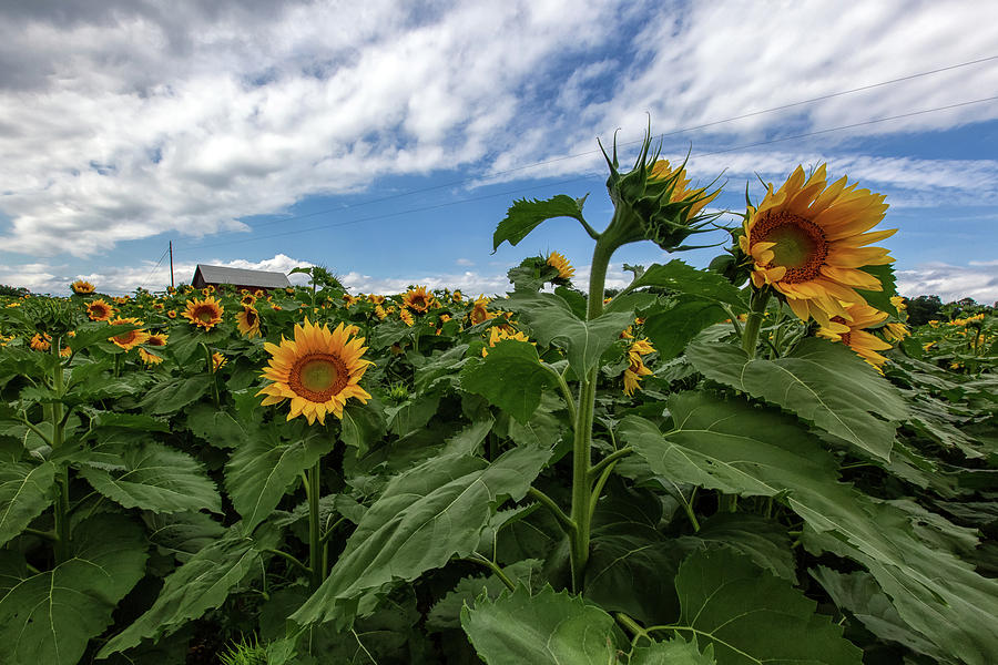 Sunflowers Photograph - Sunflowers 10 by Heather Kenward Sunflowers Photograph - Sunflowers 10 by Heather Kenward