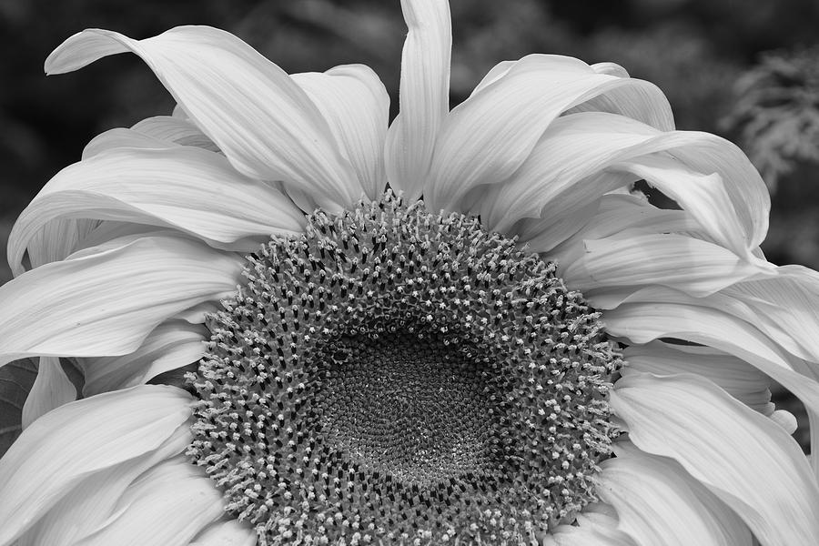 Sunflowers Beauty #1 Photograph by Jimmy Chuck Smith
