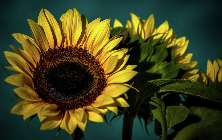 Sunflowers  #2 Photograph by Debra Kewley
