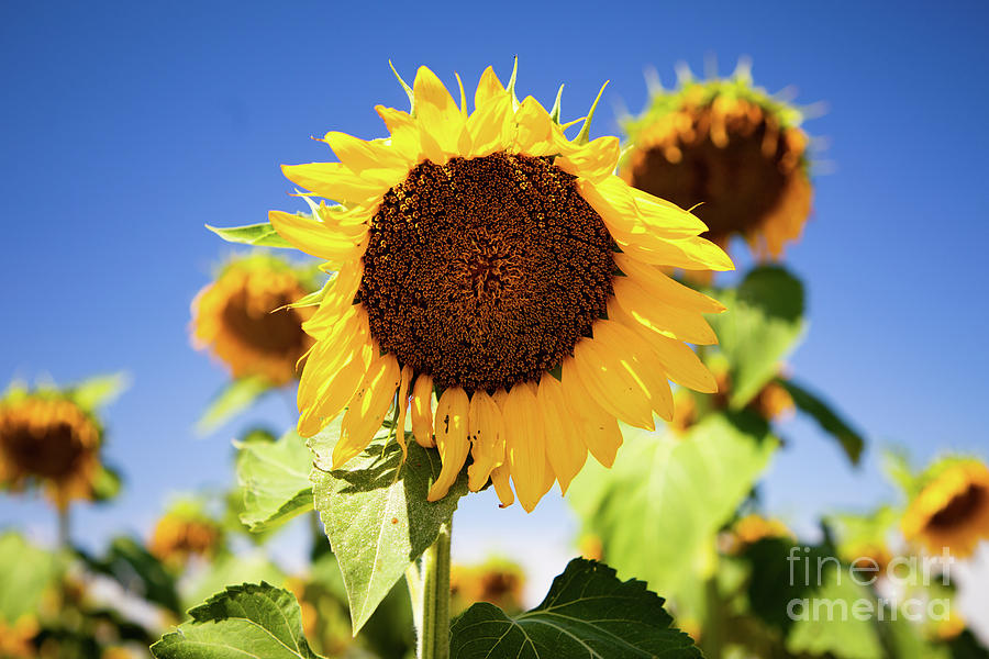 Sunflowers #1 Photograph by JD Smith