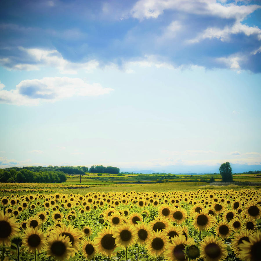 Sunflowers #1 Photograph by Kirstin Mckee