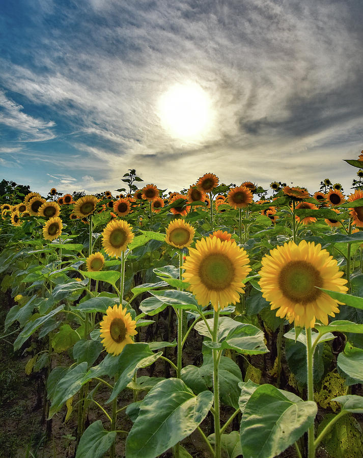 Sunflowers #1 Photograph by Michelle Wittensoldner