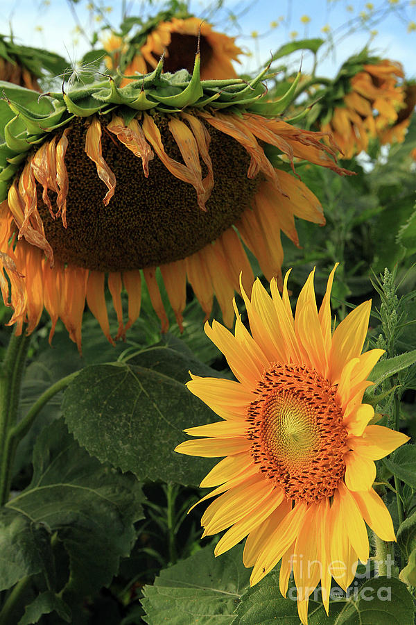 Sunflower Photograph - Sunflowers Past and Present #1 by Paula Guttilla