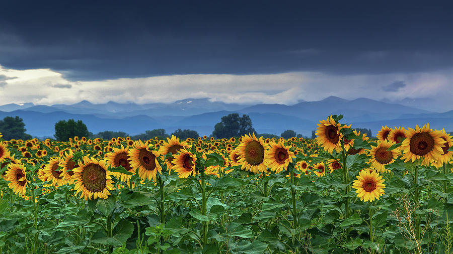 Sunflowers Under A Stormy Sky #1 Photograph by John De Bord
