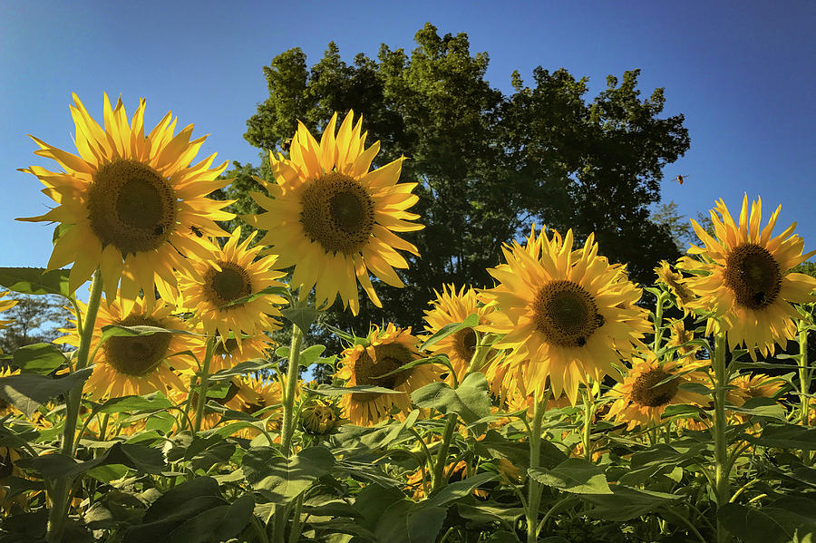 Sunlit Sunflowers #1 Photograph by Lora J Wilson