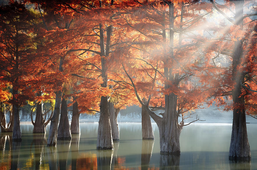 Sunny Cypress Trees #1 Photograph by Dmitry Nesvetaylov