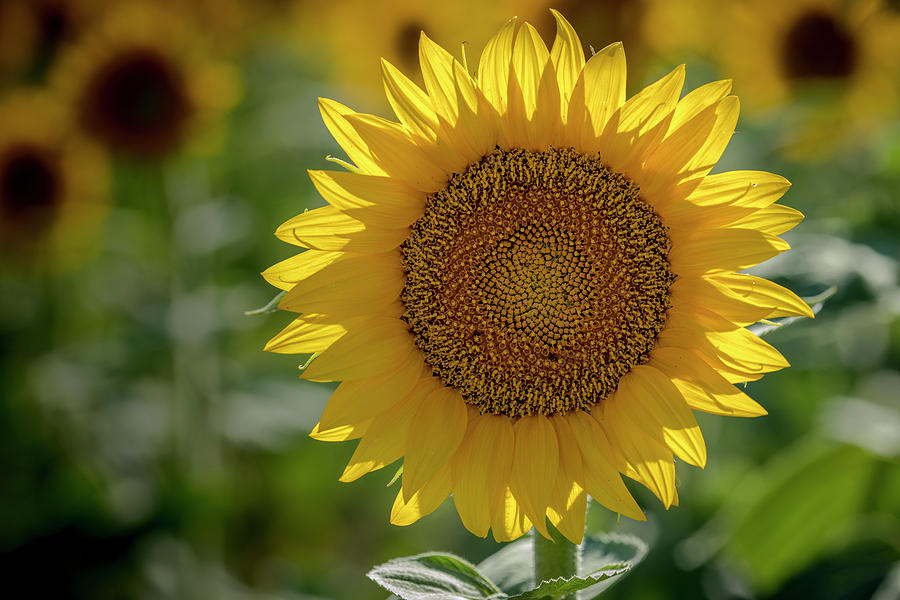 Sunny Sunflower #1 Photograph by Teri Virbickis