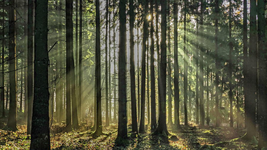 Sunrays Bursting Through Trees #1 Digital Art by Hans-peter Merten