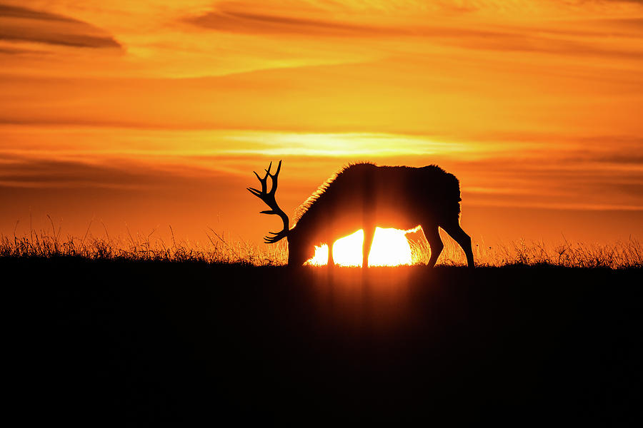 Wildlife Photograph - Sunrise Elk #1 by Jay Stockhaus