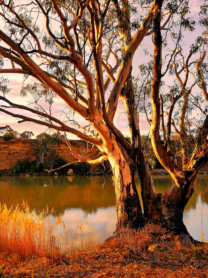 Sunrise on the Murray River #1 Photograph by Lexa Harpell