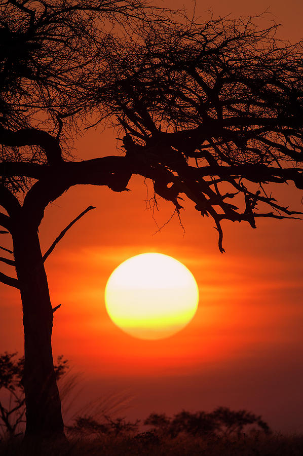 Sunset After A Safari-day In East Africa #1 Photograph by Guenterguni