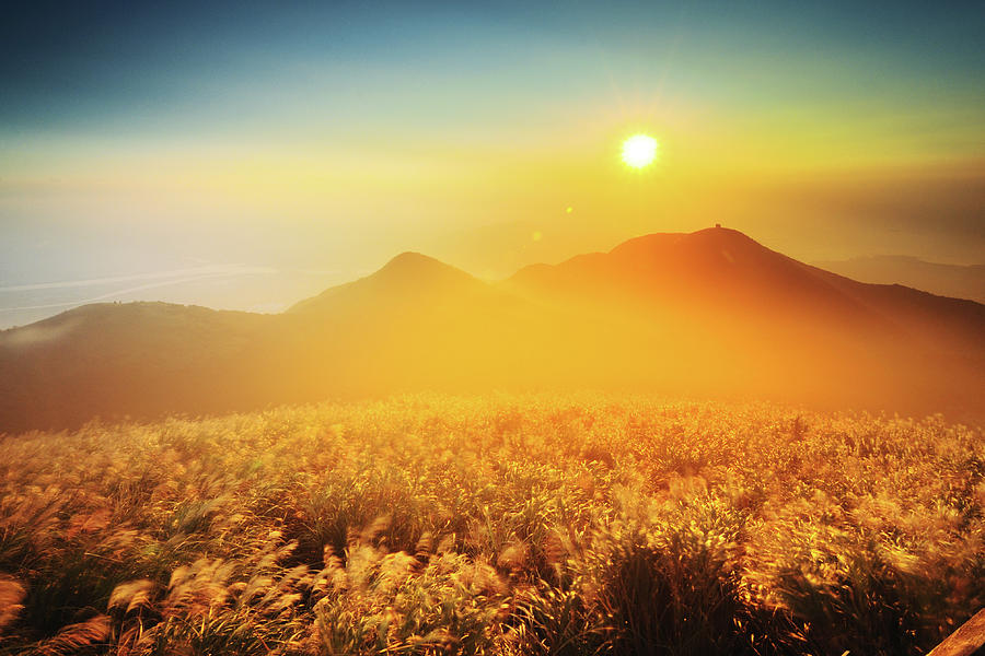 Sunset And Silver Grass Blossoms #1 Photograph by Joyoyo Chen