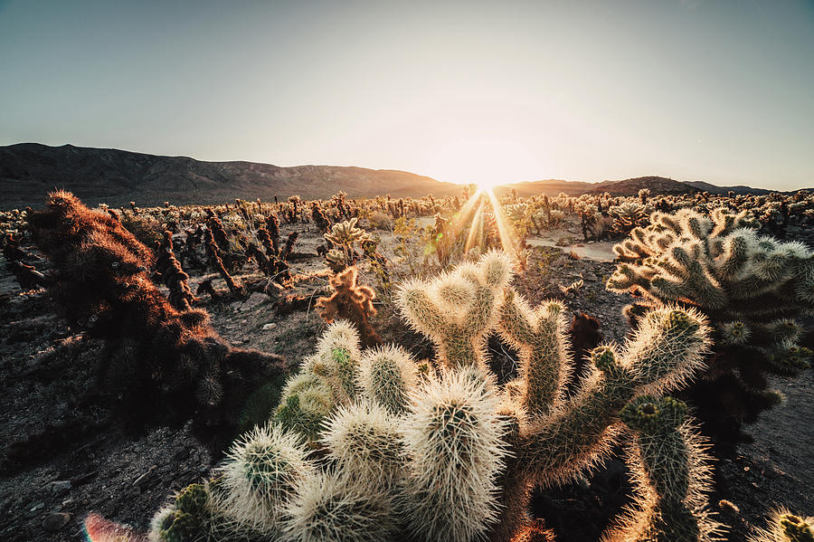 Sunset At Cholla Cactus Garden, Joshua Tree National Park, California, Usa, North America #1 Photograph by Christian Frumolt