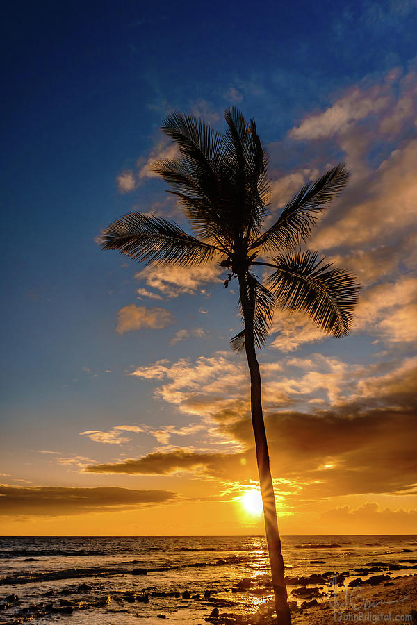 Sunset by the Palm #1 Photograph by John Bauer