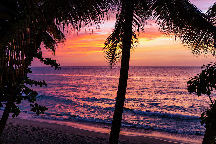 Sunset, Coconut Trees On The Beach, Cocos Nucifera, Tobago, West Indies ...