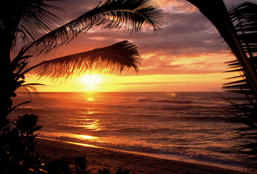 Sunset On The Ocean Wpalm Trees, Oahu #1 Photograph by Bill Romerhaus