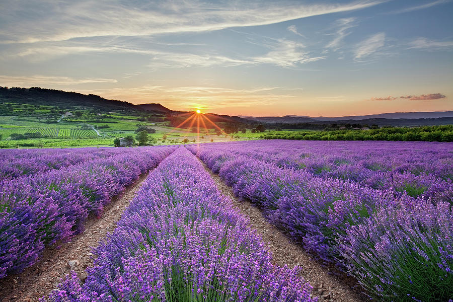 Sunset Over Lavender Fields, Provence by Guy Edwardes