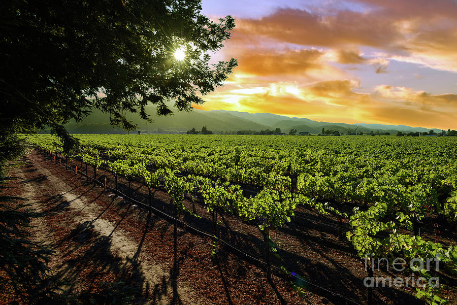 Napa Photograph - Sunset over the Vineyard #2 by Jon Neidert