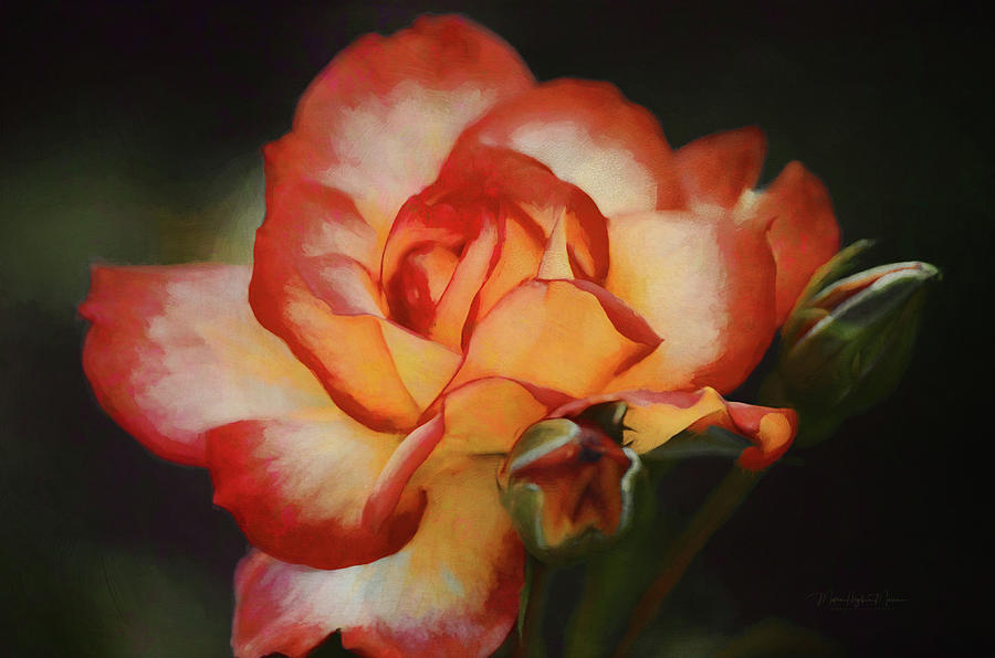 Sunset Rose  #1 Photograph by Maria Angelica Maira
