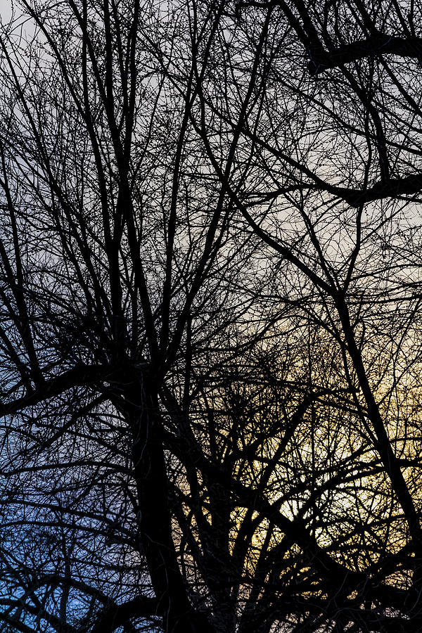 Sunset Sky and Trees #1 Photograph by Robert Ullmann