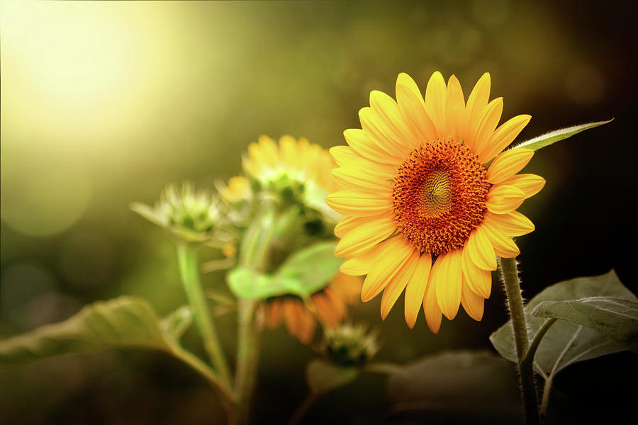 Sunset Sunflower Photograph
