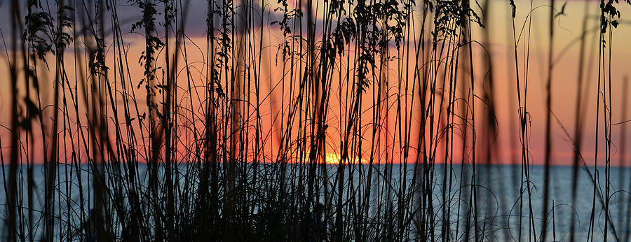 Sunset through sea oats #1 Photograph by David Lee Thompson