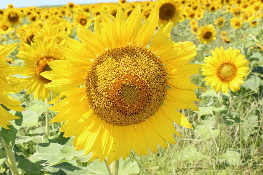 Sunflower Sunshine #1 Photograph by Barbra Telfer