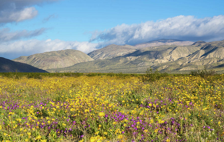 Super Bloom 2019 #1 Photograph by Michael Lustbader