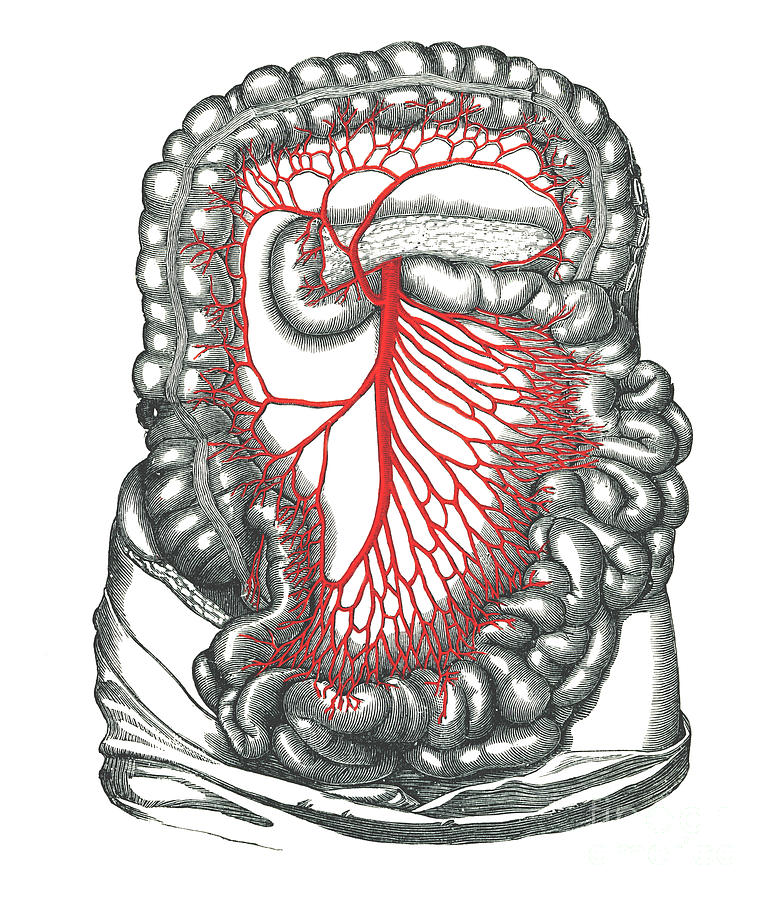 Superior Mesenteric Artery Photograph By Microscape Science Photo Library Fine Art America