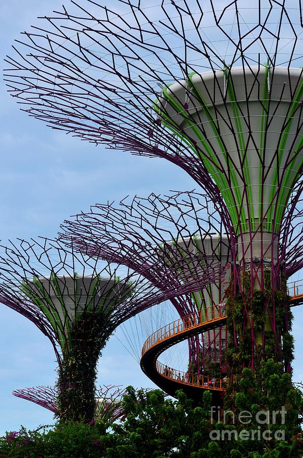Supertrees and OCBC Skyway at Gardens by the Bay Singapore #2 Photograph by Imran Ahmed