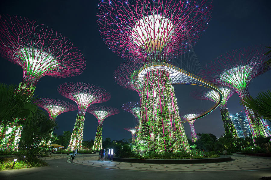 Supertrees In  Gardens By The Bay #1 Photograph by Eternity In An Instant