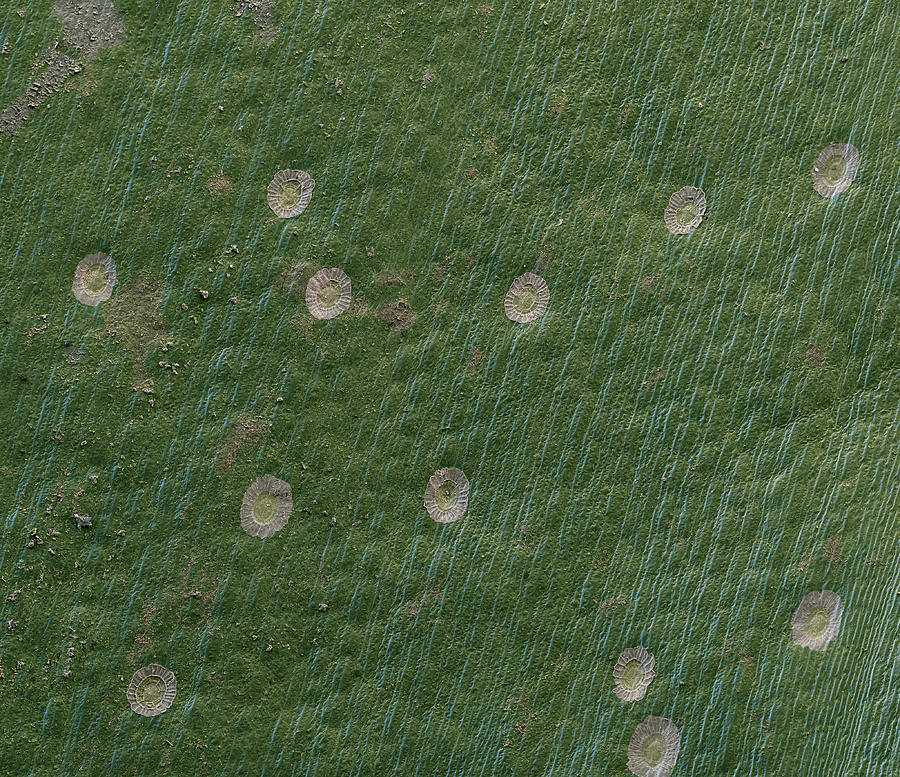 Surface Of Bromeliad Leaf, Sem #1 Photograph by Meckes/ottawa