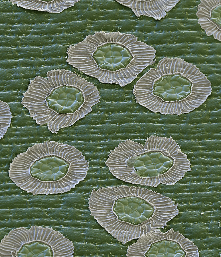Surface Of Guzmania Sp. Leaf, Sem #1 Photograph by Meckes/ottawa