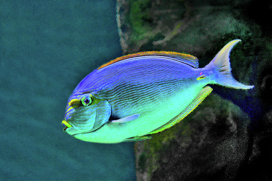 Surgeon Fish. Underwater World. Digital Art