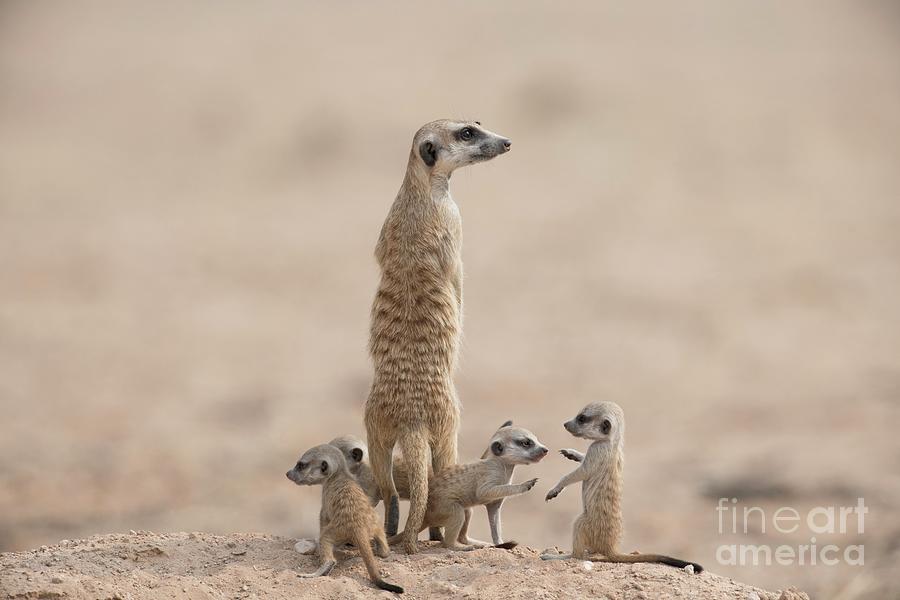 Suricate Adult With Pups #1 Photograph by Tony Camacho/science Photo Library